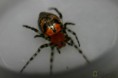 /album/arachnida/alpaida-versicolor-1-jpg/